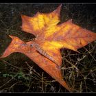 - Unterwasser-Herbst -