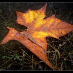 - Unterwasser-Herbst -