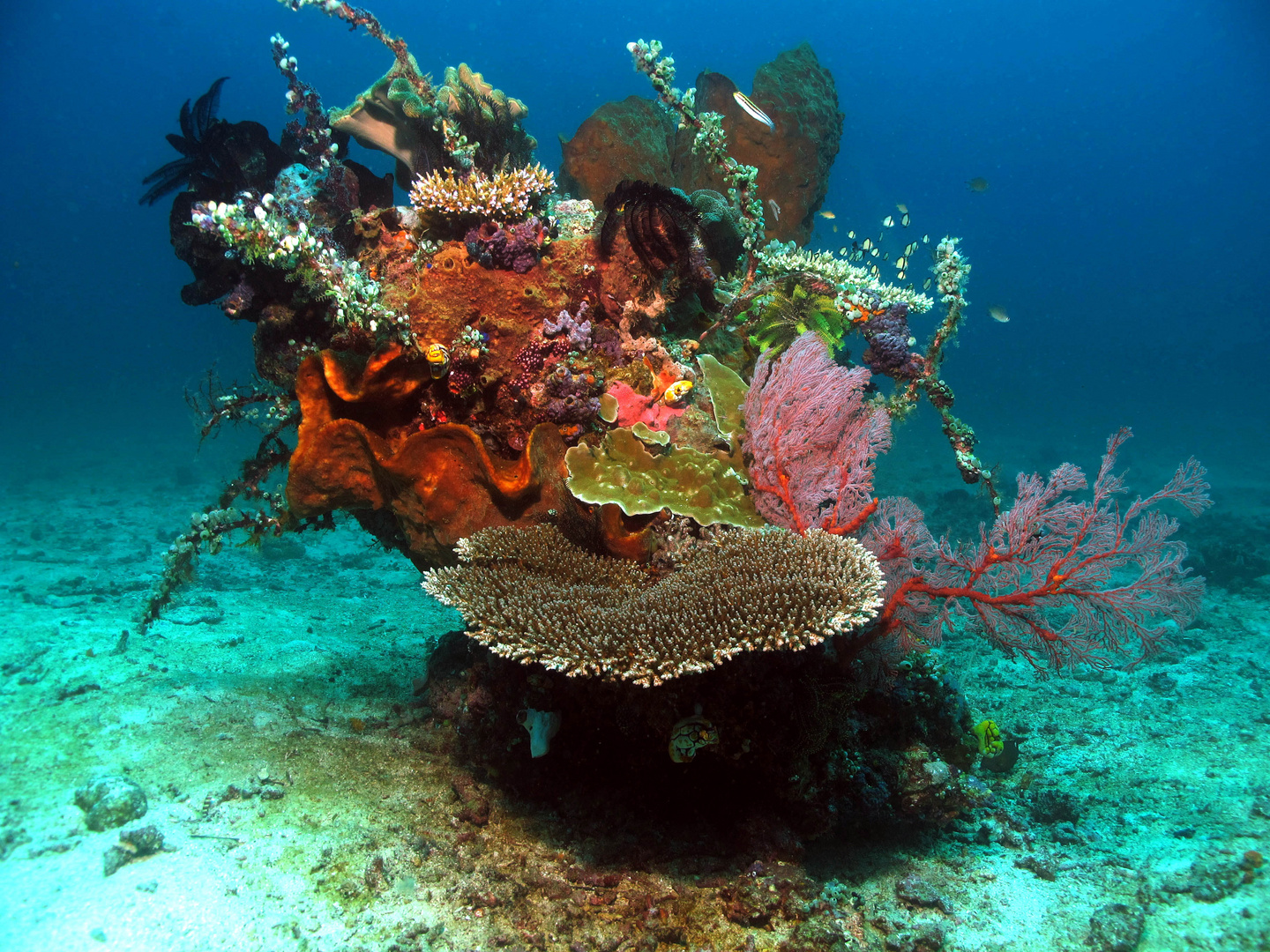 Unterwasser Ikebana - Korallenriff im Kleinformat im Norden Sulawesis