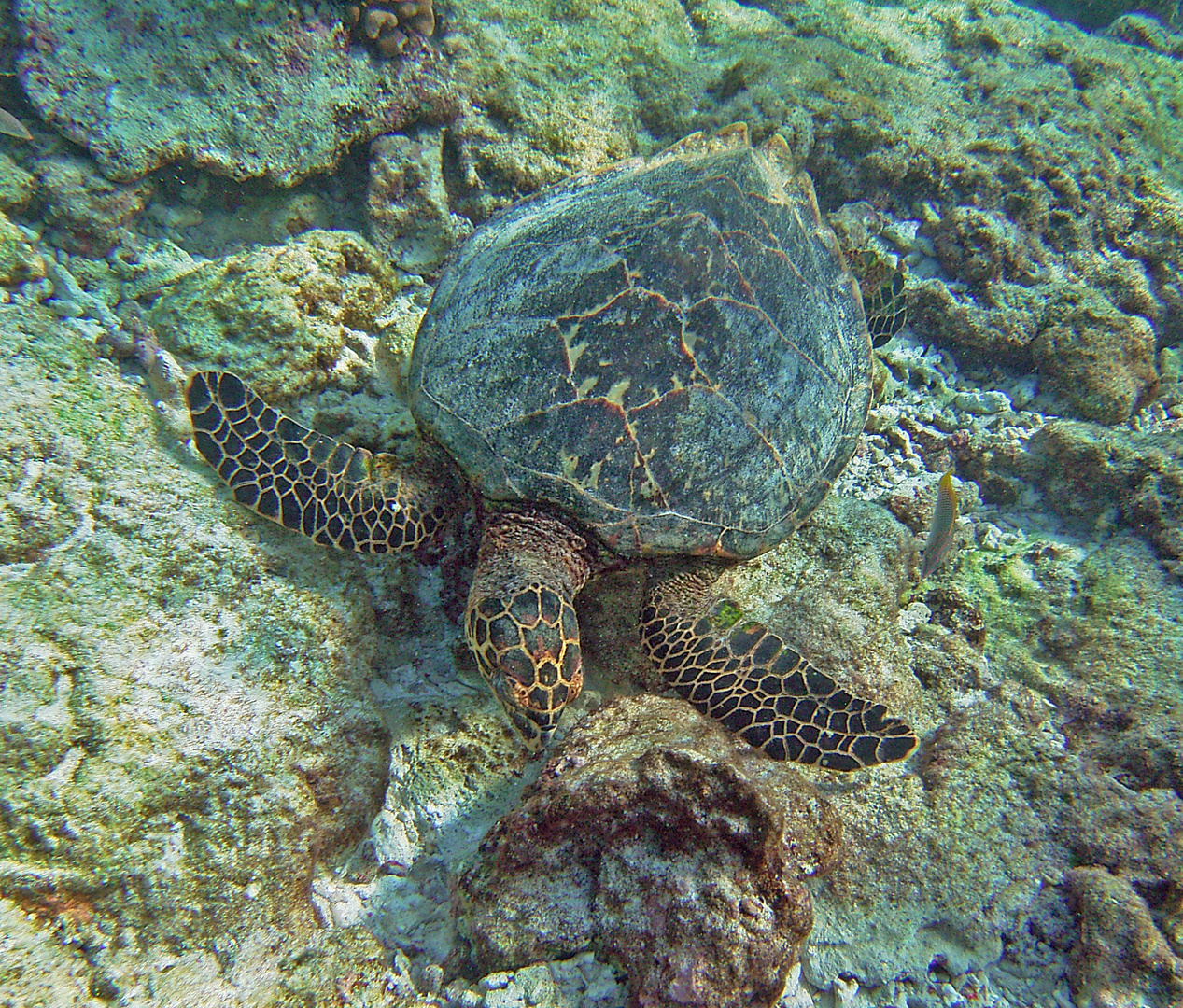 Unterwasser Karettschildkröte