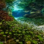 Unterwasser Landschaft 