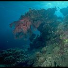 Unterwasser-Landschaft mit Weichkoralle