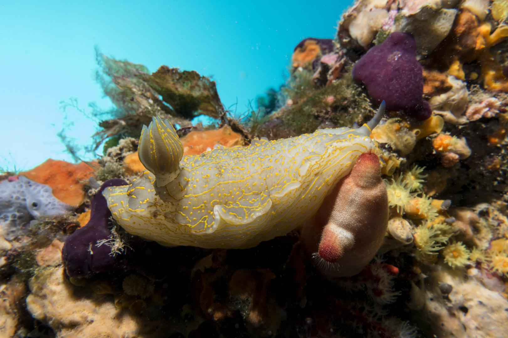 Unterwasser-Nacktschnecke