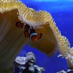 Unterwasser-Pilz