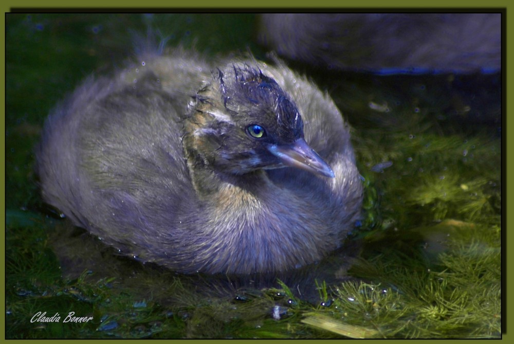 Unterwasser-Punkie