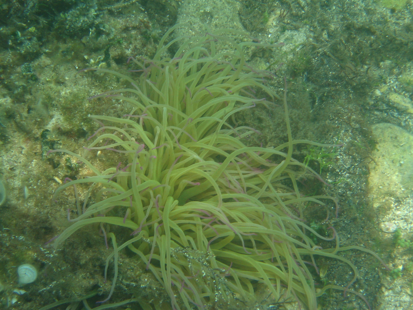 Unterwasser Schönheit