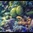 Unterwasser Stilleben
