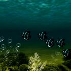 Unterwasser-Welten