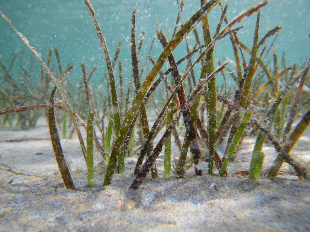 Unterwasseraufnahme Mar Menor