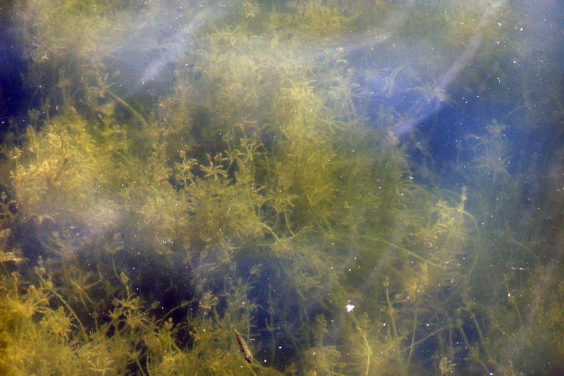 Unterwasseraufnahme über Wasser