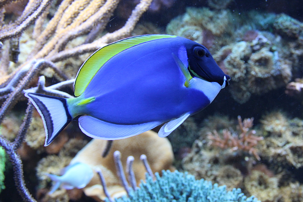 Unterwasserbereich Biosphäre Potsdam, Weißkehldoktorfisch