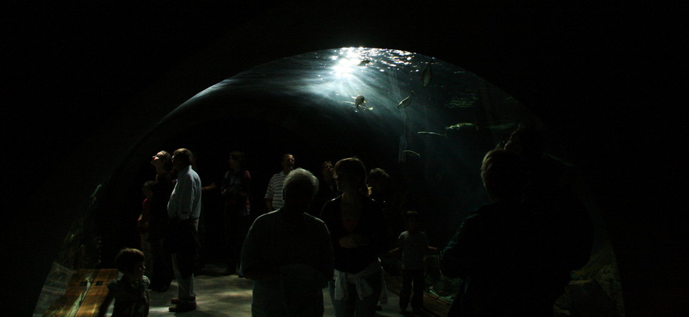 Unterwasserbesucher im Ozeanum