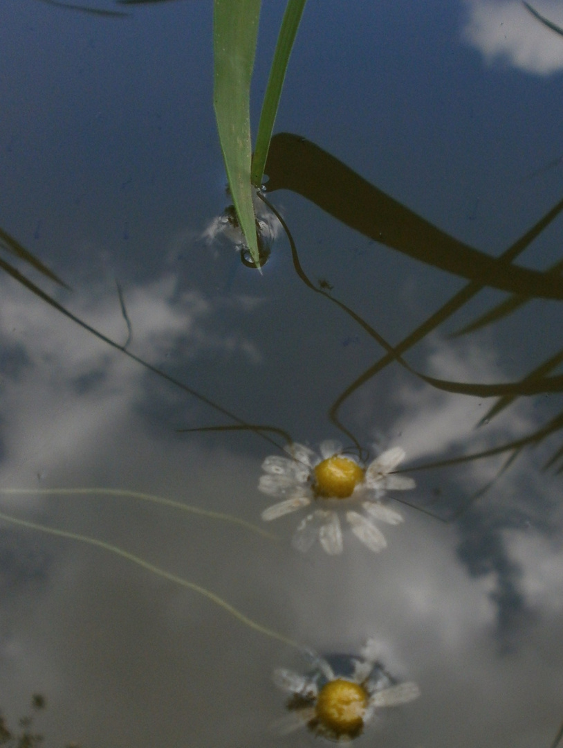 Unterwasserblüte