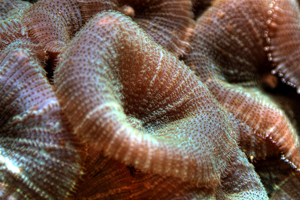 Unterwasserblumentier (Koralle)