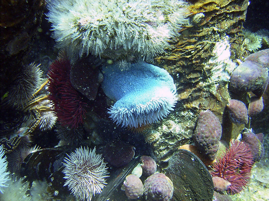 Unterwasserfauna