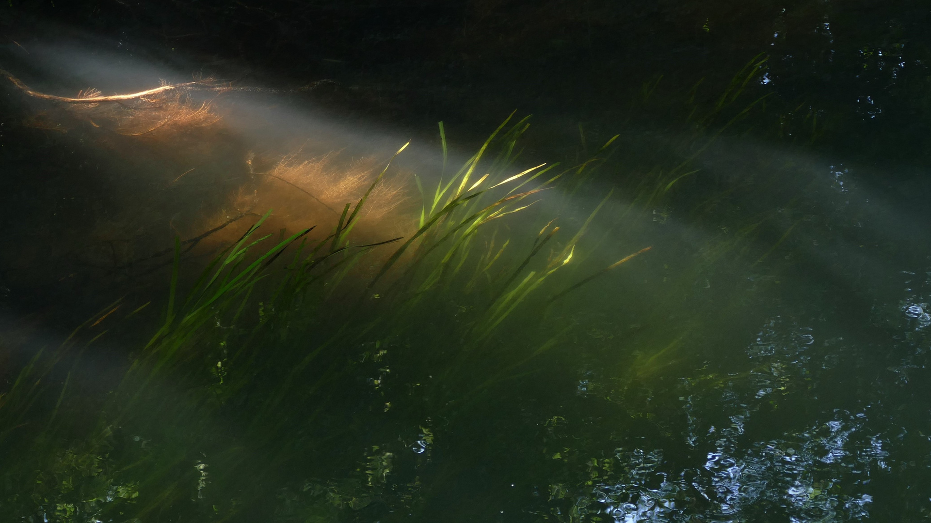 Unterwasserflora im Sonnenlicht...