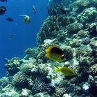 Unterwasserfoto Rotes Meer