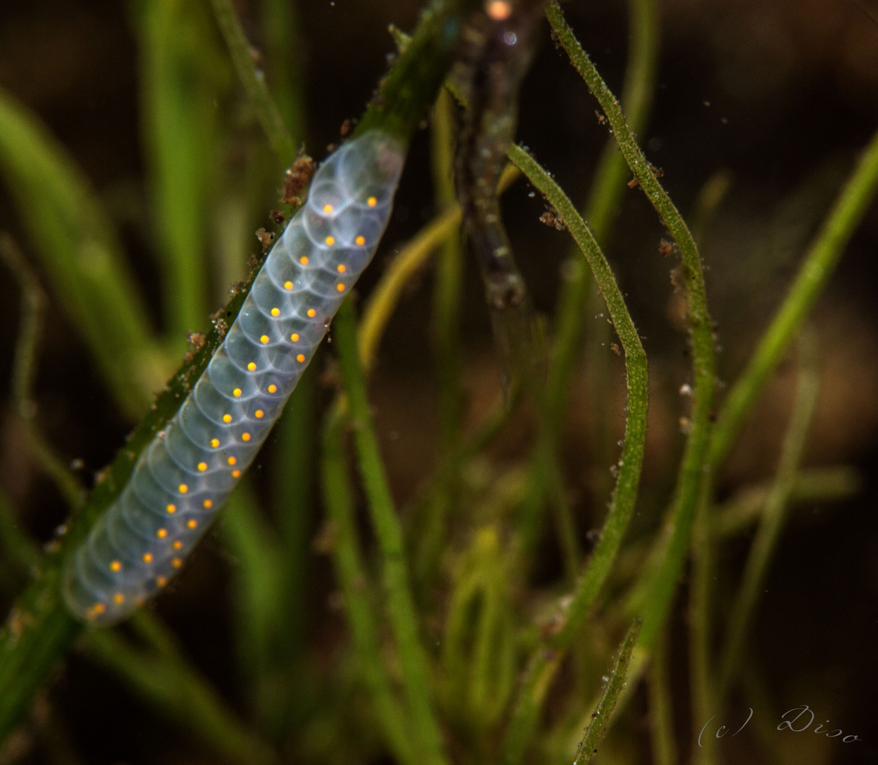 Unterwasserfotografie 