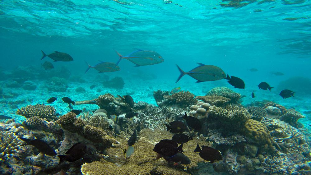 Unterwasserfotografie auf den Malediven Foto & Bild | unterwasser, uw