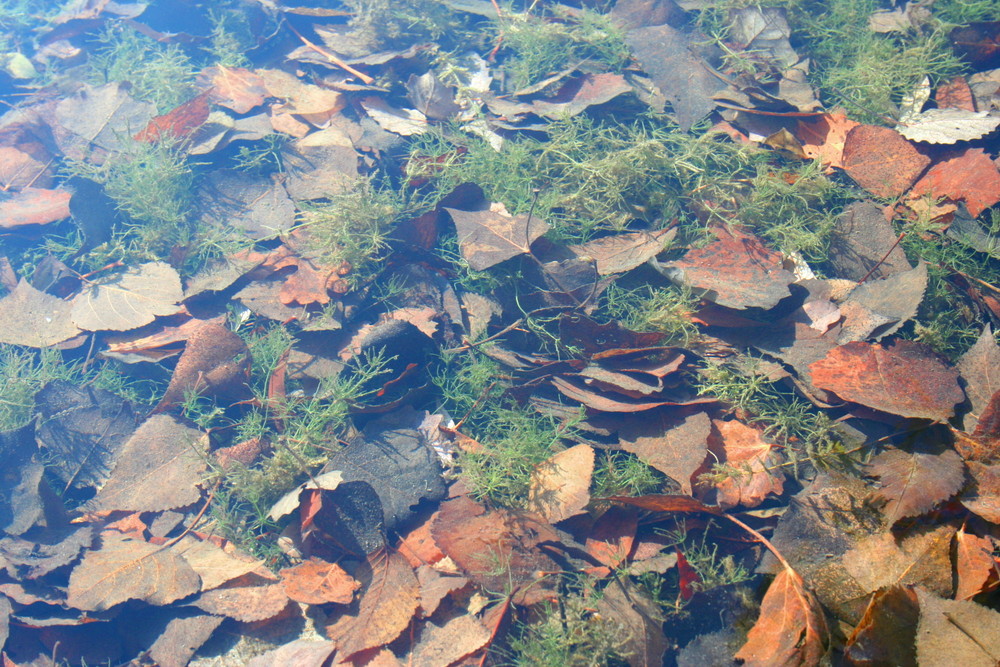 Unterwasserherbst