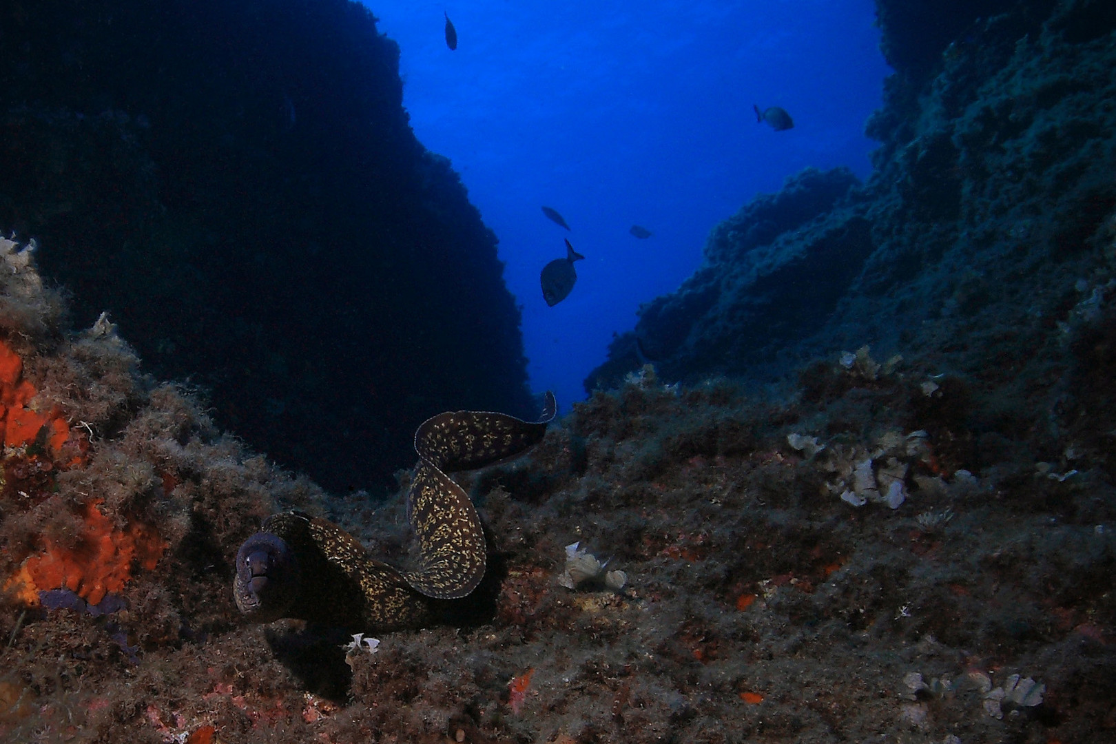 Unterwasserlandschaft Elba