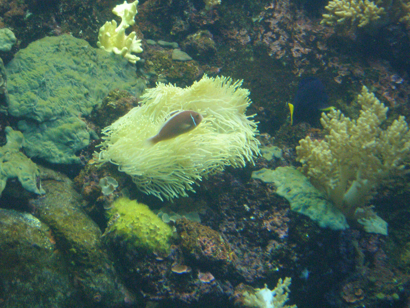 Unterwasserleben