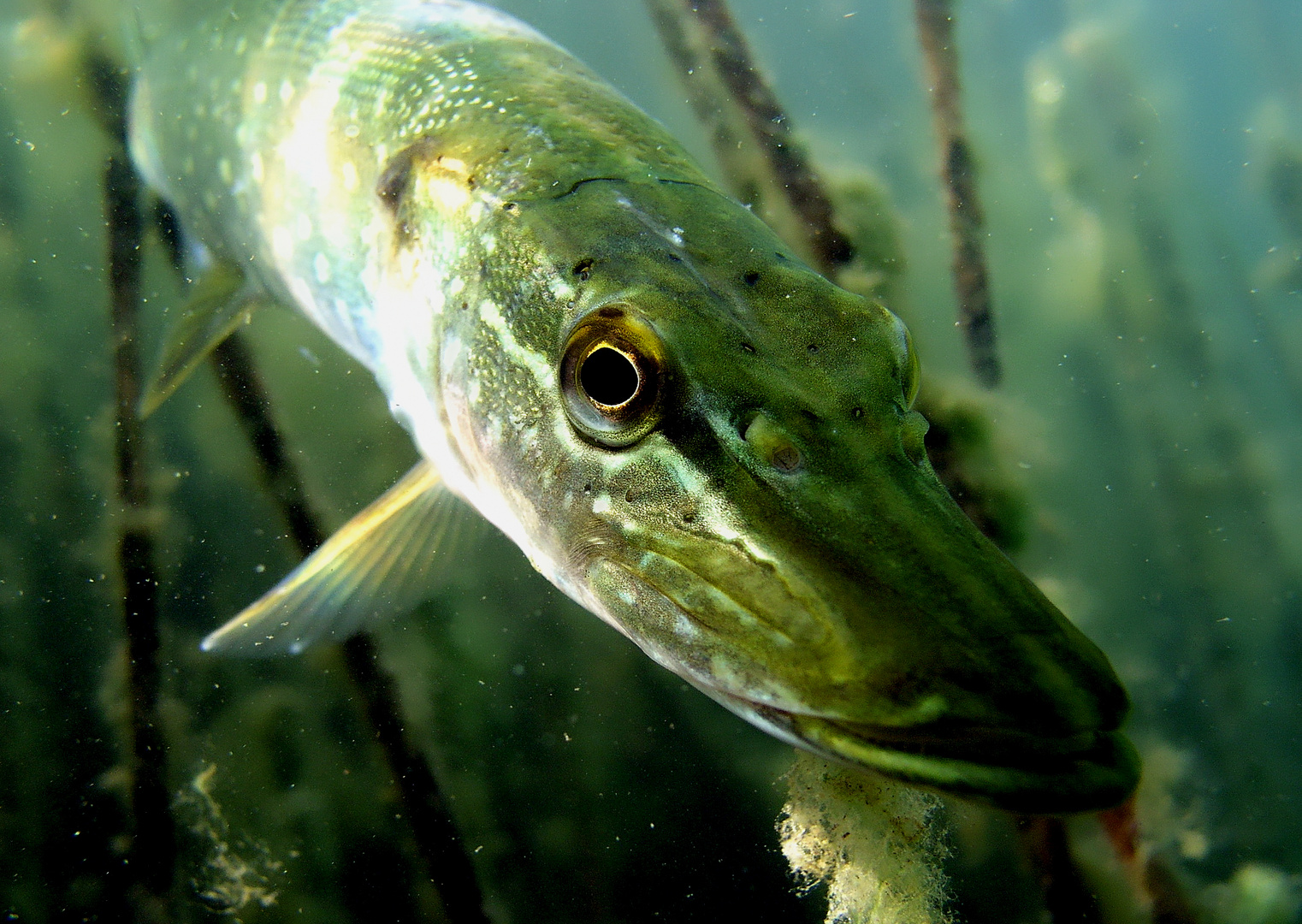 Unterwassermodel "PIKE" beim tfp-Portrait Shooting 