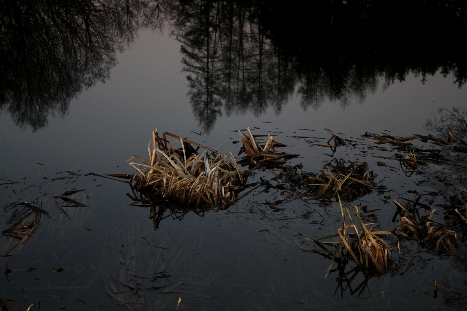 Unterwasserschilf