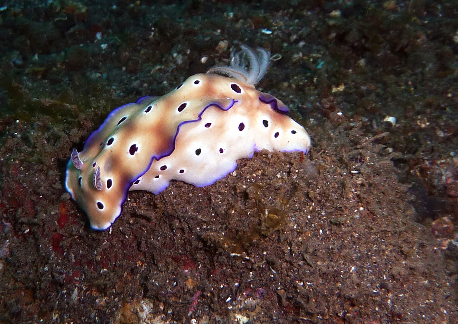 Unterwasserschnecke Foto &amp; Bild tiere, wildlife