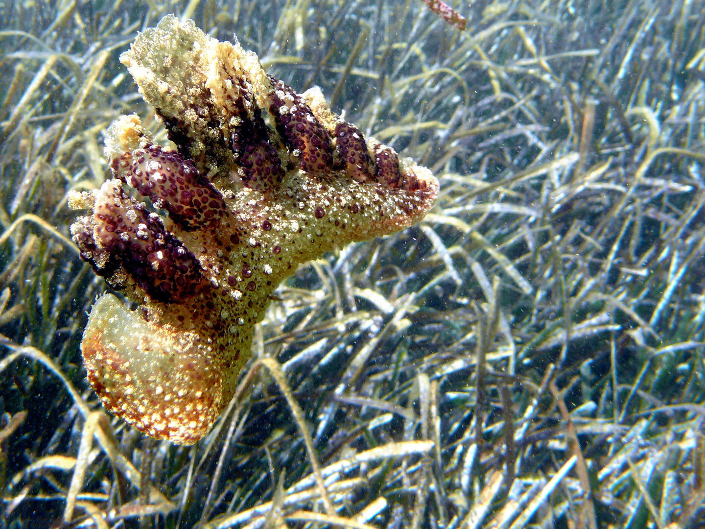 Unterwasserschnecke im Mittelmeer