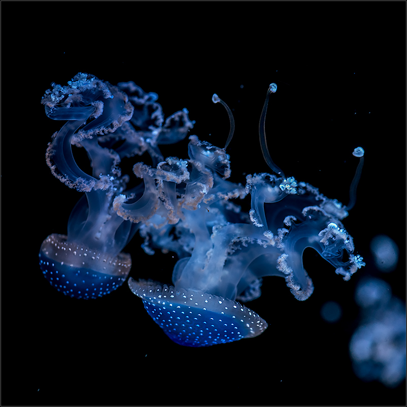 unterwasserschönheiten