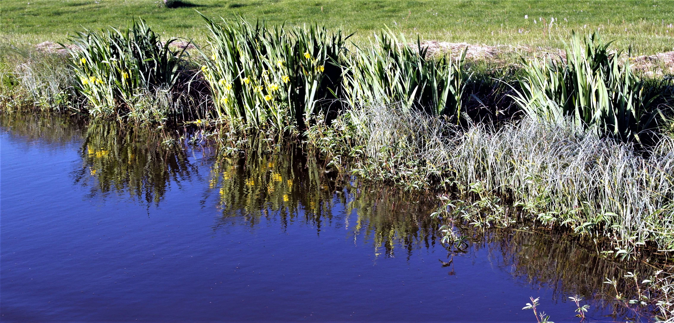 "Unterwasserschwertlilien" leicht zittrig