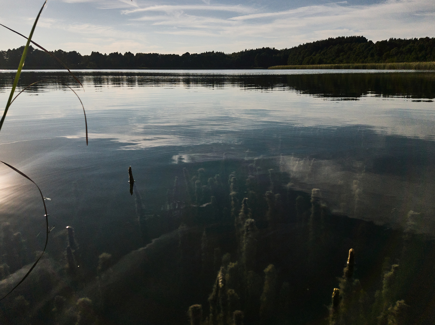 Unterwasserwald