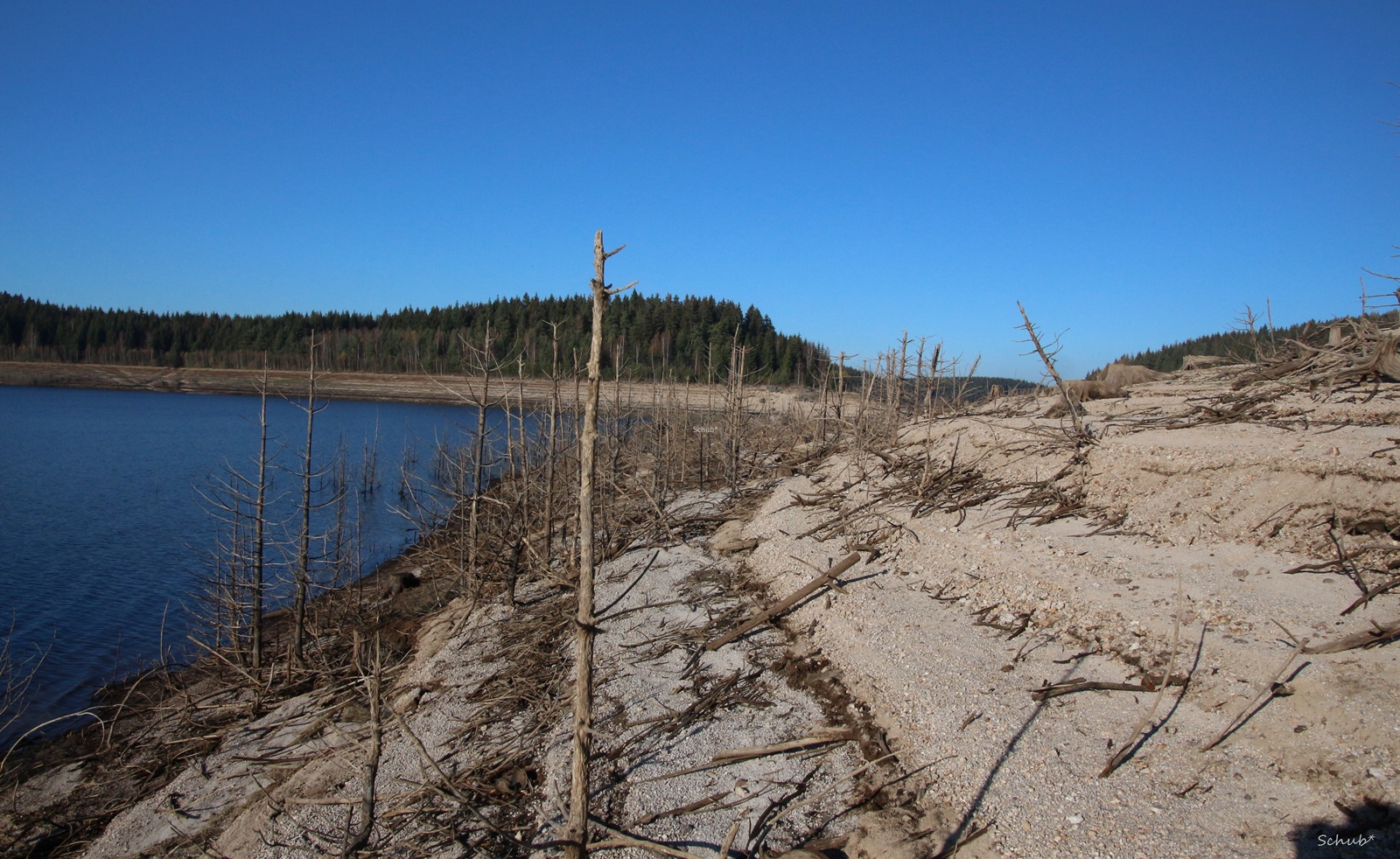 " Unterwasserwald "  im Trockenen