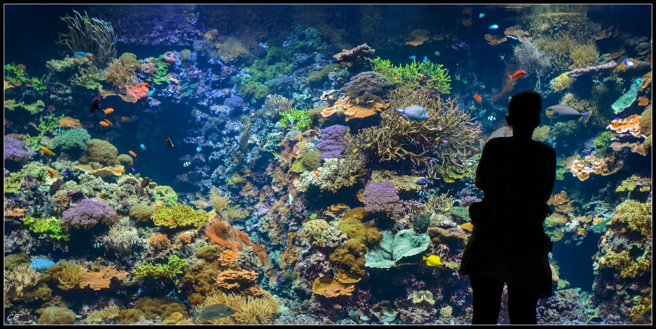 unterwasserwelt  foto & bild | deutschland, europe