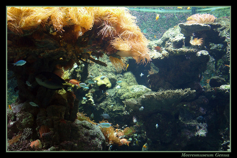 Unterwasserwelt 3