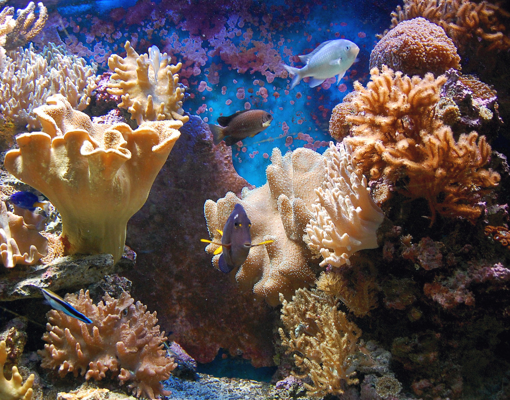 unterwasserwelt foto & bild | tiere, haustiere, aquaristik