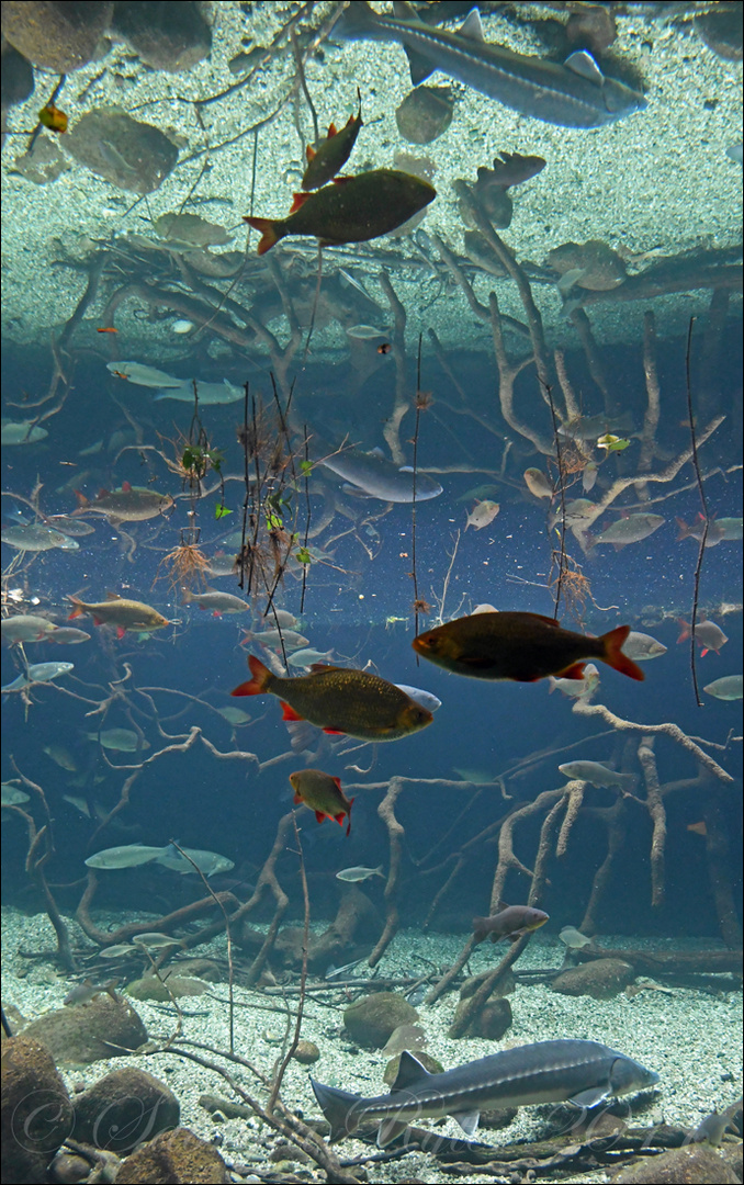 unterwasserwelt foto & bild | tiere, zoo, wildpark
