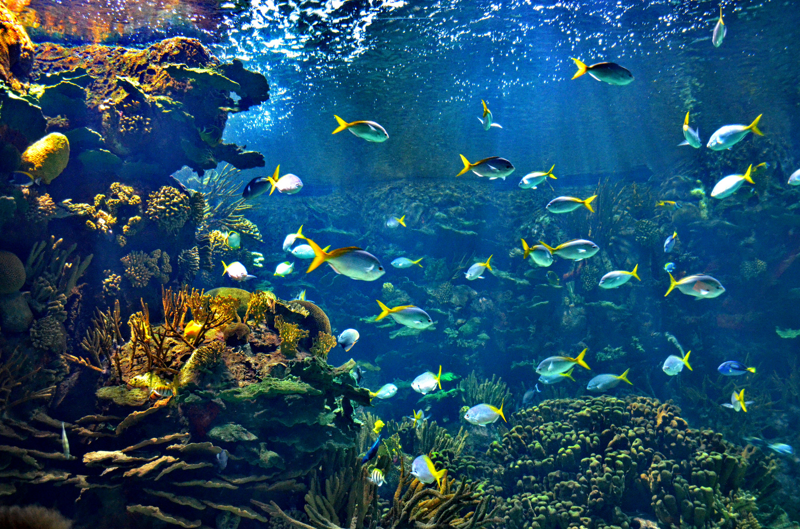 Unterwasserwelt im Oceanográfico
