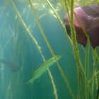 Unterwasserwelt im See - Junger Hecht im Seerosendschungel