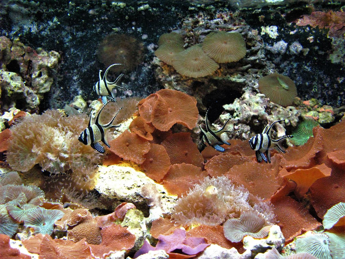 Unterwasserwelt im Zoo