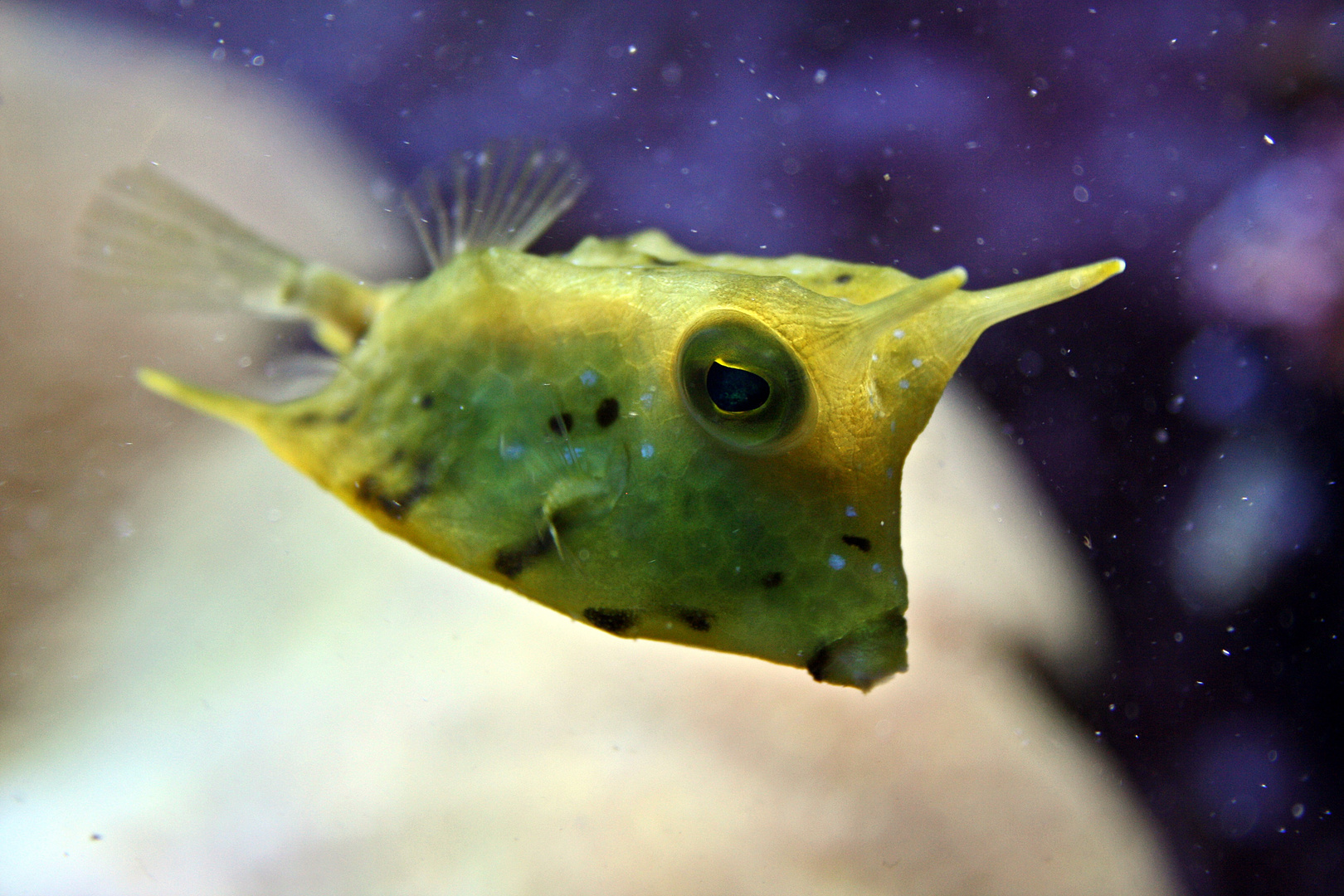 Unterwasserwelt in der Biosphäre