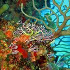 Unterwasserwelt Kuba