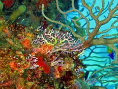 Unterwasserwelt Kuba