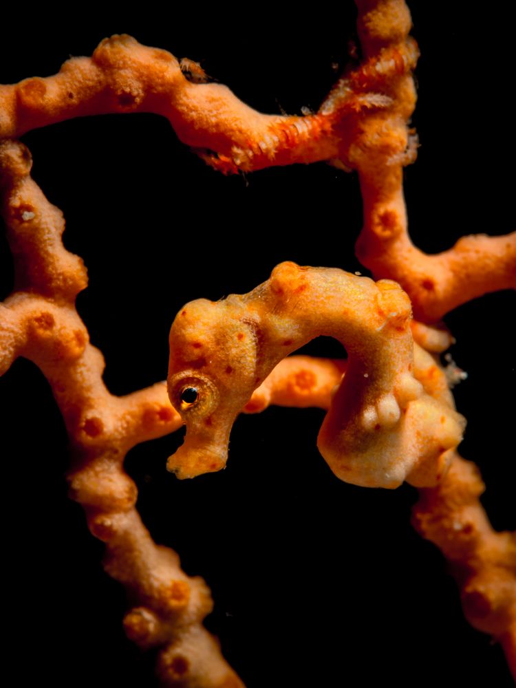 Unterwasserwelt  Maratua Atoll  Pygmy Seahorse