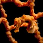 Unterwasserwelt  Maratua Atoll  Pygmy Seahorse