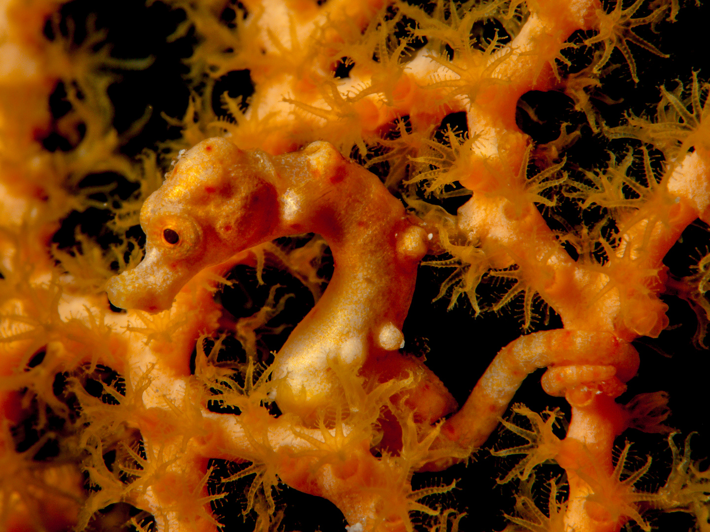 Unterwasserwelt  Maratua Atoll  Pygmy Seahorse