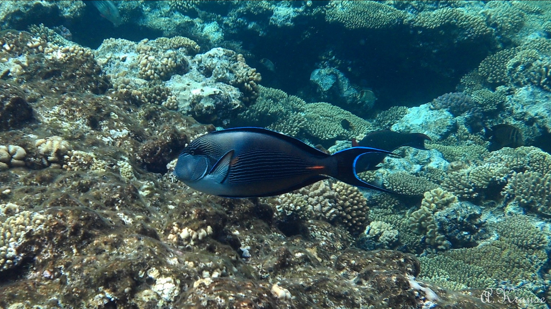 Unterwasserwelt Sharm el sheik