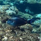 Unterwasserwelt Sharm el sheik
