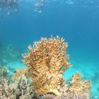 Unterwasserwelt vom Roten Meer, Orange bay Insel